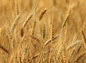 2757816630_55a89aab61_m L’intolérance au gluten ou maladie cœliaque