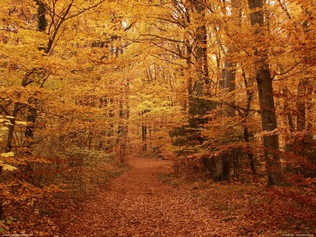 Automne - Forêt