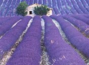 2771962714_6d2808940f Petits sablés de Provence, sans oeufs