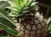 2772037004_88d8c24638 Gâteau renversé à l’ananas, sans oeufs