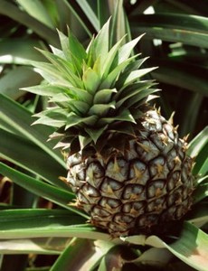 ananas