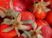 Bavarois aux fraises sans oeufs, sans lait, sans gluten