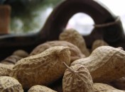Des arachides non allergènes