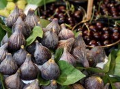 Mirliton aux figues