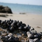 Moules