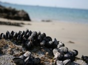 Moules marinières