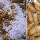 Préparation des crosnes