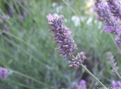 Lavande Abc … des ingrédients : L et M