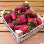 Premieres-fraises