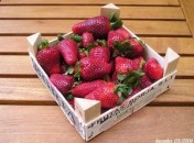 Premieres-fraises Premières fraises