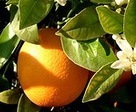orange Abc … des ingrédients : N et O