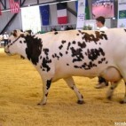 Vache