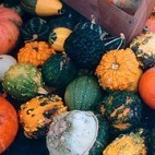 Courges Courges