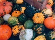 Courges Sadirac, près de Bordeaux – Fête des fruits oubliés – 29 octobre 2006