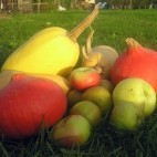 Fermes des légumes oubliés - Achats