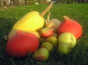 Fermes des légumes oubliés - Achats Ferme des légumes oubliés à Sadirac – Gironde