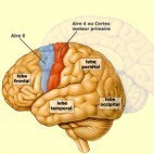 cerveau cerveau
