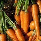 carottes carottes
