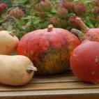KKVJ Courges KKVJ Courges