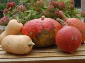 KKVJ Courges KiKiVeutJouer : Courges & co
