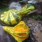 Courges Courges