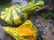 KKVJ – Courges & co : Le diaporama !