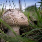 Champignons Champignons