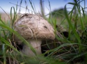 Champignons Concours de recettes : Champignons, la recette !