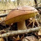 Champignons 2 Champignons 2