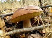 Champignons 2 Concours de recettes : Champignons, la recette ! avec 750g