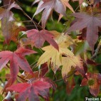 KKVJ couleur d'automne KKVJ couleur d'automne