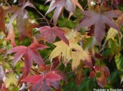 KKVJ couleur d'automne KKVJ couleurs d’automne – Vos participations