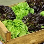 Cuisinez vos salades Cuisinez vos salades
