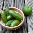 Avocats cocktail – Avocats cornichons – mini Avocats