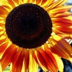 Halte à la morosité - Tournesol Halte à la morosité - Tournesol