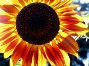 Halte à la morosité - Tournesol C’est la rentrée, halte à la morosité – KiKiVeutJouer ?