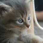 Chaton chaton
