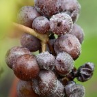 Pourriture noble - Le Botrytis - Sauternes Pourriture noble - Le Botrytis - Sauternes