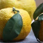 Yuzu