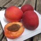 Abricots Rouges du Roussillon