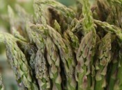 Asperges vertes