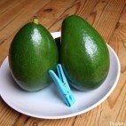 Avocat tropical