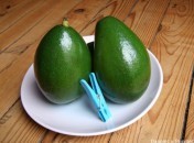 Avocat tropical