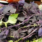 Basilic pourpre