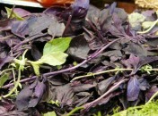 Basilic pourpre Basilic pourpre