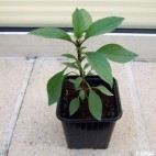 Basilic thai anisé