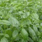 Basilic à grandes feuilles