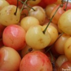 Cerises Napoléon Cerises Napoléon