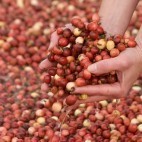 Cranberries