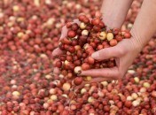 Cranberries dans mains Cranberries